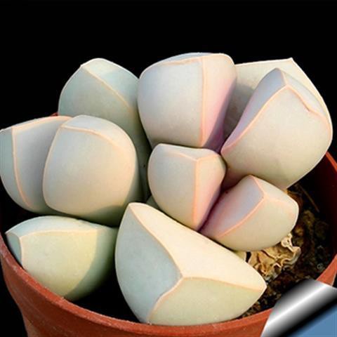 Hạt giống sen đá Ngọc bích Ngọc Genji Tỉ lệ nảy mầm lên đến 90%  50h