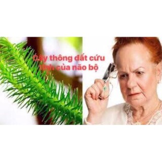 1kg cây thông đất