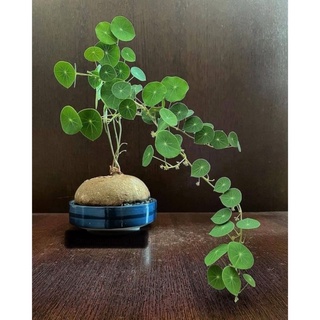 Củ bình vôi💥💥 tài lộc may mắn🌺🌺🌺