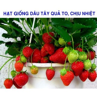 Hạt giống dâu tây đỏ chịu nhiệt F1