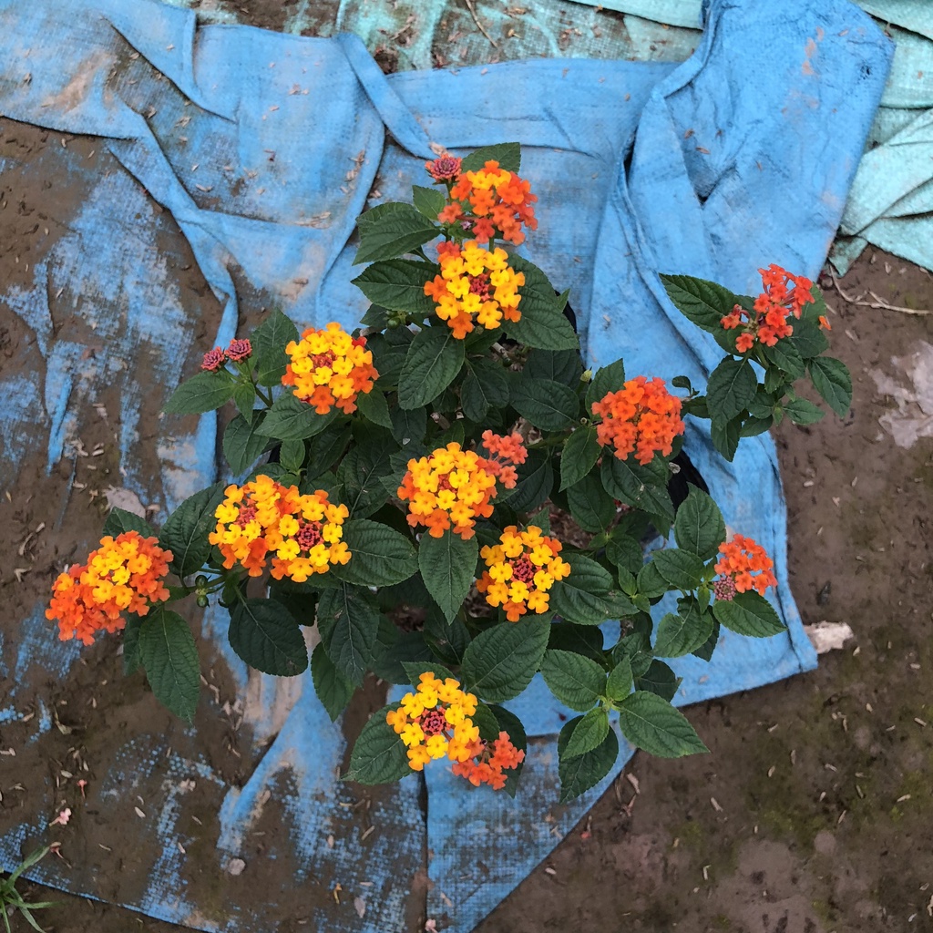 Cây ngũ sắc - ngũ sắc đứng cao 20cm màu vàng cam trang trí sân vườn tiểu cảnh hồ cá