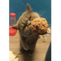 Pate Tươi Cho Mèo Vị Bò Hộp 500g Giàu Protein, Vitamin & Khoáng Chất Duy Trì Và Phát Triểu Khối Lượng Cơ Bắp