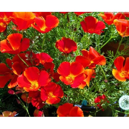 Hạt giống hoa Poppy Đỏ ( Hoa Kim Anh)Tặng Kèm Kích Mầm và Hướng dẫn Ươm Mầm