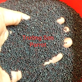 Hạt mần ri hoa vàng(hạt cải dầu) kích lửa cho cu gáy, bóng long...