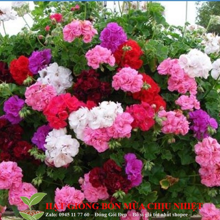 HẠT GIỐNG HOA PHONG LỮ THẢO GÓI 10 HẠT ĐẾN MÙA TRỒNG TẾT luckyseed hạt siêu rẻ