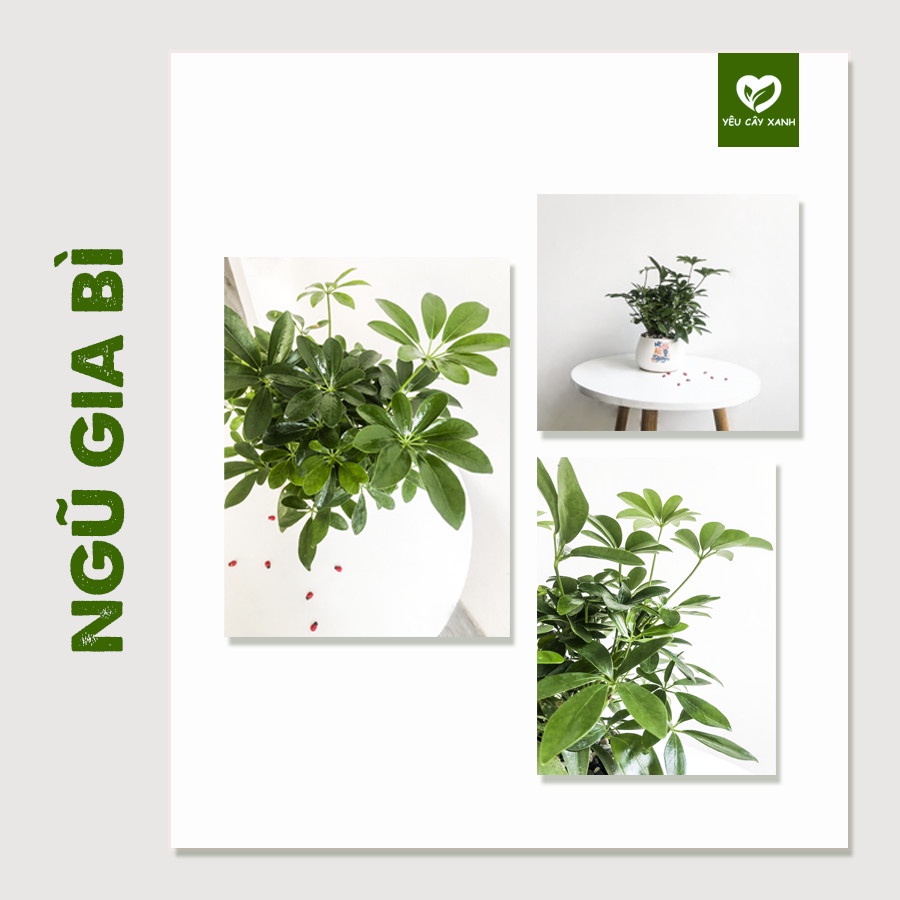 Cây Ngũ Gia Bì để bàn kèm chậu sứ tráng men