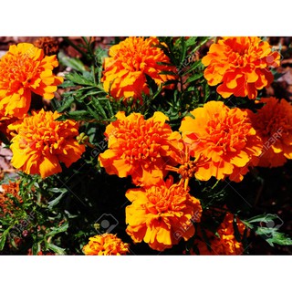 Hạt Giống Hoa Cúc Vạn Thọ Pháp Vàng Cam (200 Hạt) - [MUA 3 TẶNG 1 CÙNG LOẠI]