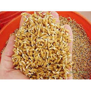 Gói 20 gram hạt giống mầm lúa mạch