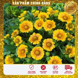 Hạt giống hoa cúc công chúa LUCKY SEED