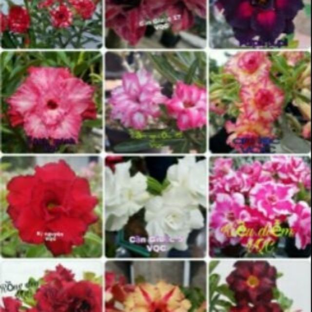 Hạt giống sứ thái kép (nhiều màu,nhiều mẫu)