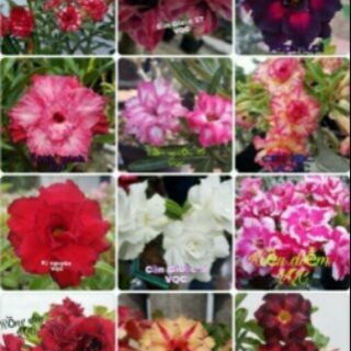 Hạt giống sứ thái kép