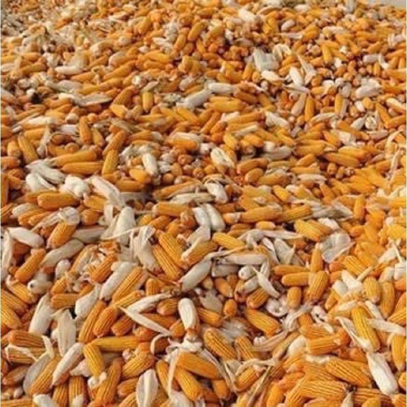 Bắp hạt khô - Ngô hạt cho hamster, chim, gà gói 200gr