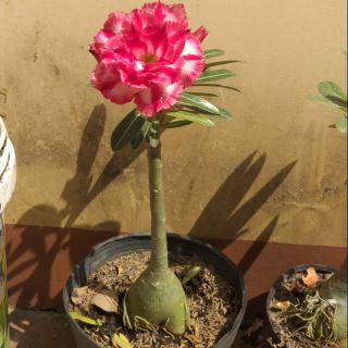 Sứ thái ghép 1 nhánh