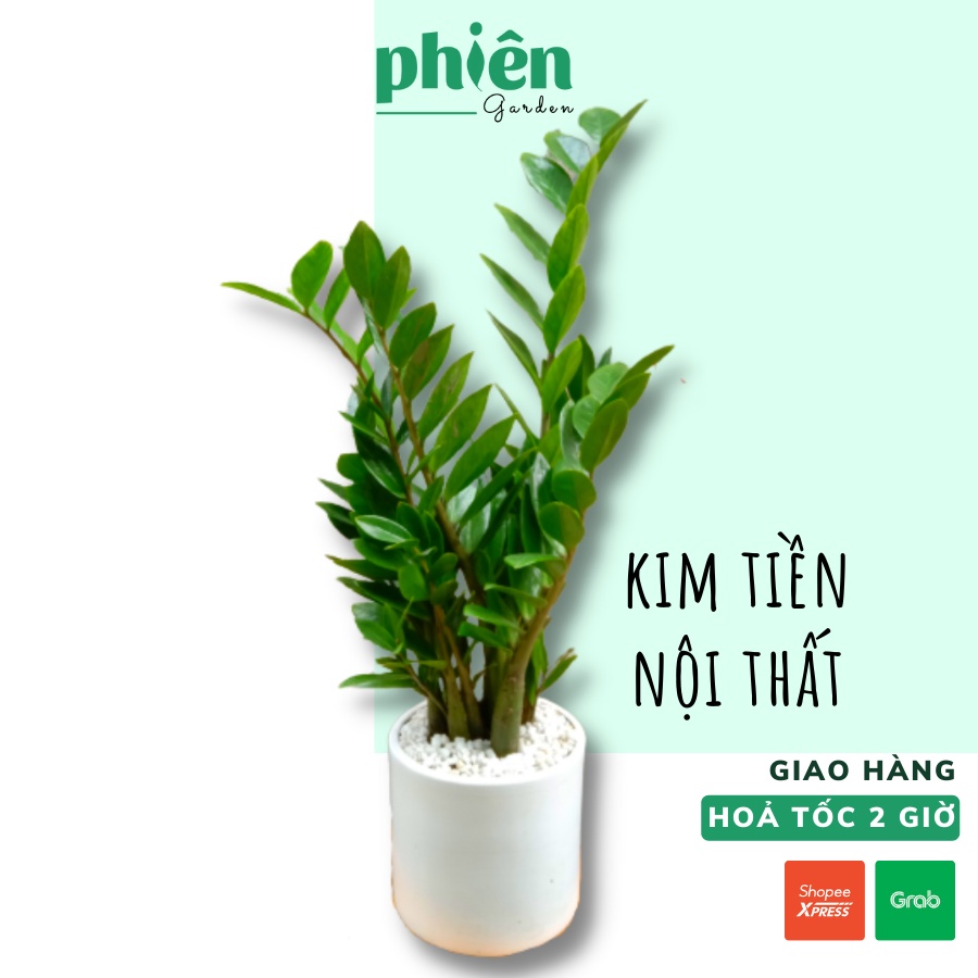 Cây Kim Tiền - Kim Phát Tài nội thất cao 60cm kèm Chậu gốm tráng men