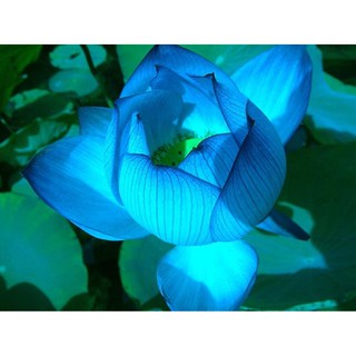 5 HẠT GIỐNG HOA SEN MINI NHẬT