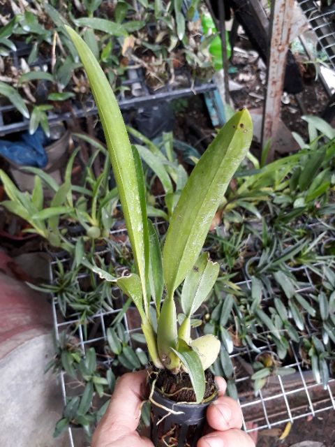 Vũ nữ sharry baby hoa thơm