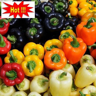 Hạt giống Ớt chuông (ớt ngọt) ngũ sắc
