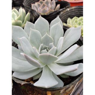 Sen đá ngọc trinh chậu trung