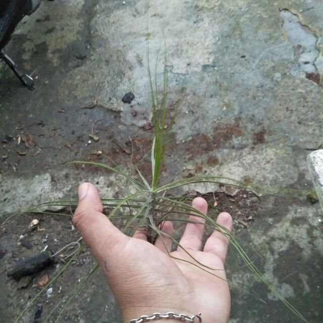 Cây  không  khí Tillandsia schiedeana