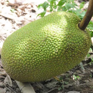 1 trái ( 8-12 kg) mít thái siêu sớm