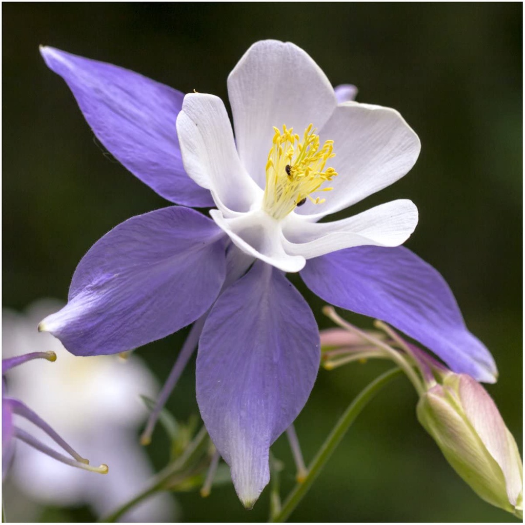 Hạt giống HOA BỒ CÂU Blue Star Columbine để trồng (Aquilegia caerulea) Gói đôi 50 hạt mỗi loại