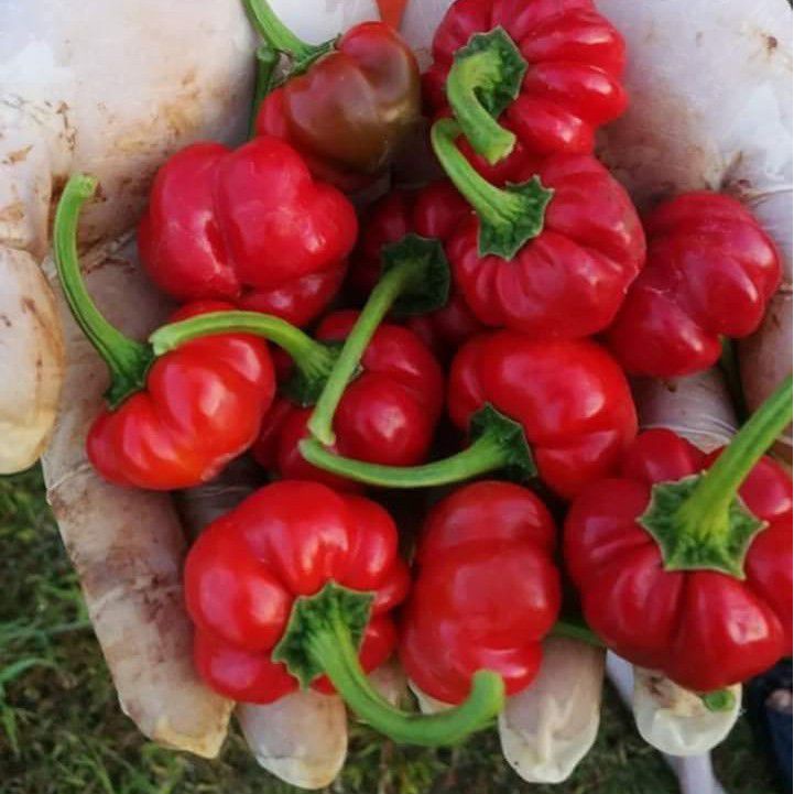 Hạt Giống Ớt Bí Ngô Hungary  - Gói 5 Hạt KNS2497
