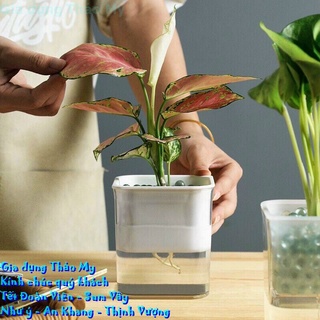 Chậu hoa chậu cây tự tưới nước chậu hoa thủy canh