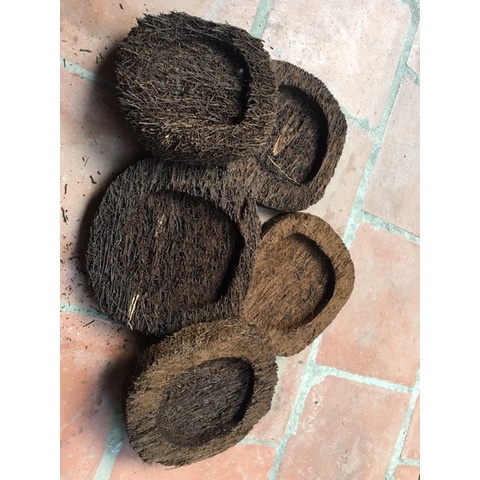 Combo 3 dớn đĩa ghép lan KT 20x 4 cm