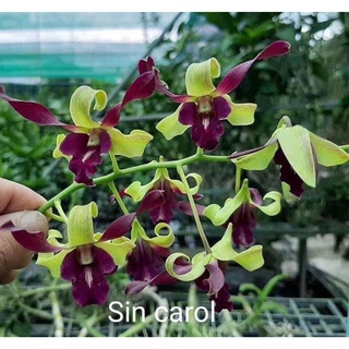 HOA LAN SING CAROL cây trưởng thành