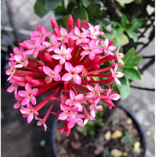 Cây bông trang hồng phấn Nhật - cao 16-30cm (hoa mẫu đơn)