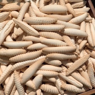 Bánh men sùng gói 500gram