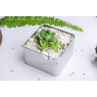 Cây SEN ĐÁ/MÓNG RỒNG/XƯƠNG RỒNG  trồng trong CHẬU BẠC VUÔNG- Cây Mệnh Thủy, Kim