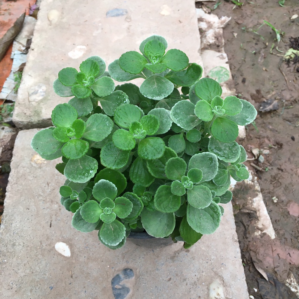 Cây Sen Thơm  Toả Hương Thơm Dễ Chịu