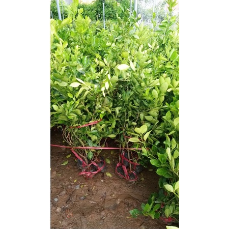 CÂY GIỐNG CHANH GIẤY