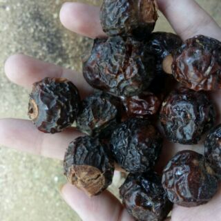 Quả xà phòng bồ hòn