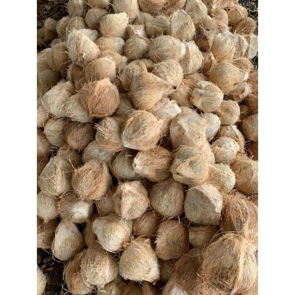 Dừa già khô trái to,vỏ mỏng ,cơm dày
