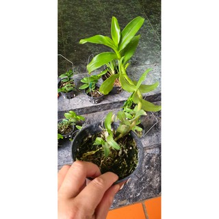 PHI ĐIỆP 6 MẮT LAI TRẦM 6 MẮT
