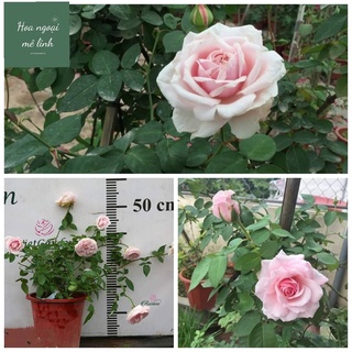 Hoa Hồng Cổ Vân Khôi giống hoa hồng bụi, hương thơm dễ chịu,-HoangoaiMeLinh