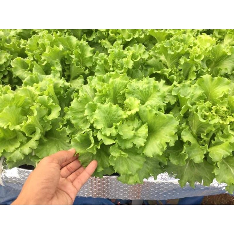 Hạt giống xà lách chịu nhiệt Muir mỹ