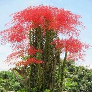 Hoa phong lan huyết nhung dạ vĩ 2 cây