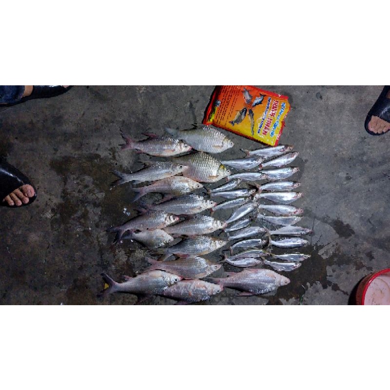 Mồi câu cá Thanh Nhẫn