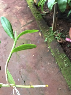 10 cây lan bạch câu con