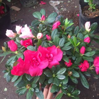 Cây hoa đỗ quyên