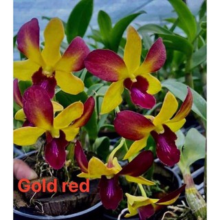 (2 chậu) Hoa lan dendro Gold Red (đỏ mặt trời) - đang hoa / đứng lá