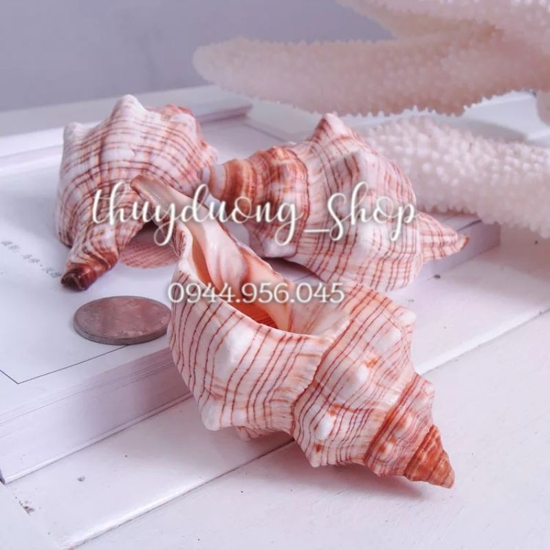 Vỏ ốc trang trí bể cá , decor