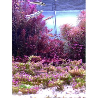Cây Thủy Sinh Rotala Colorata