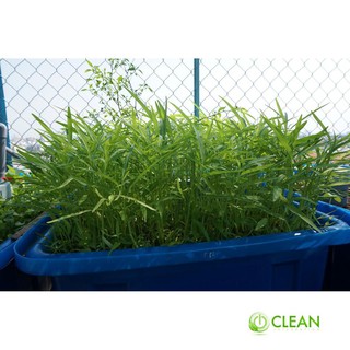 Giống rau muống 10g