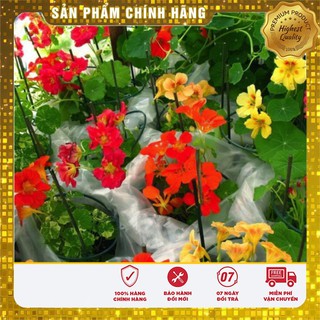 Bộ gói hạt giống hoa Sen cạn