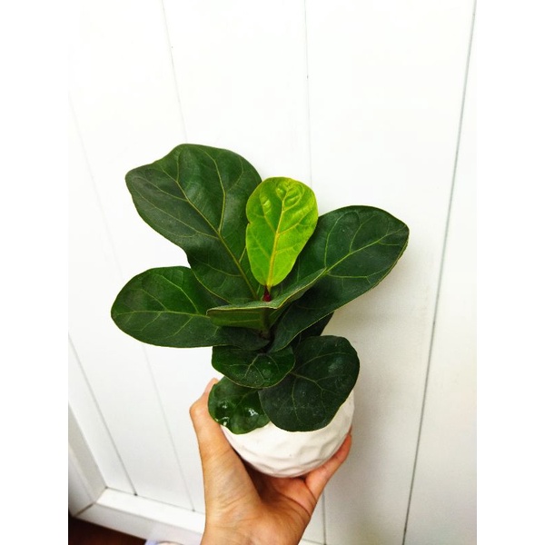 Cây bàng singapore mini