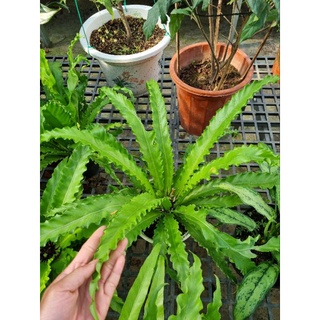 cây dương xỉ Hà Lan